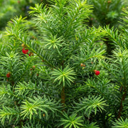 20-30cm Yew Hedging | Taxus baccata | Bare Root
